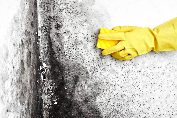 Best Residential Mold Remediation in Des C, AR